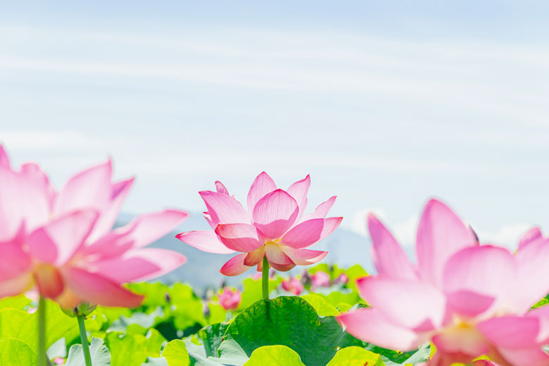 まっすぐ咲く蓮の花